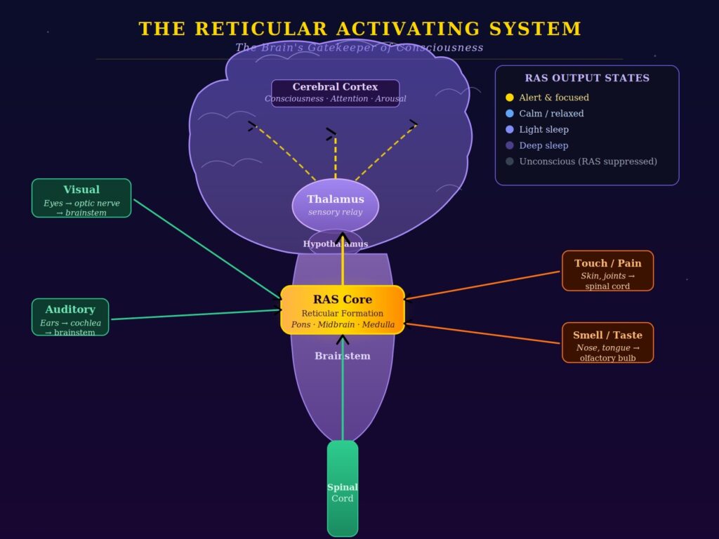 reticular activating system 1